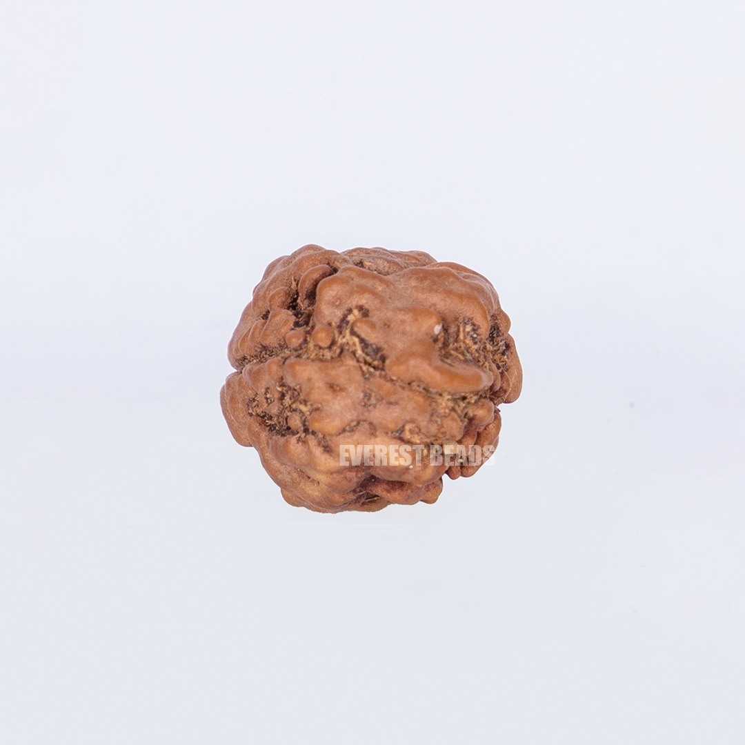 2 Mukhi Medium