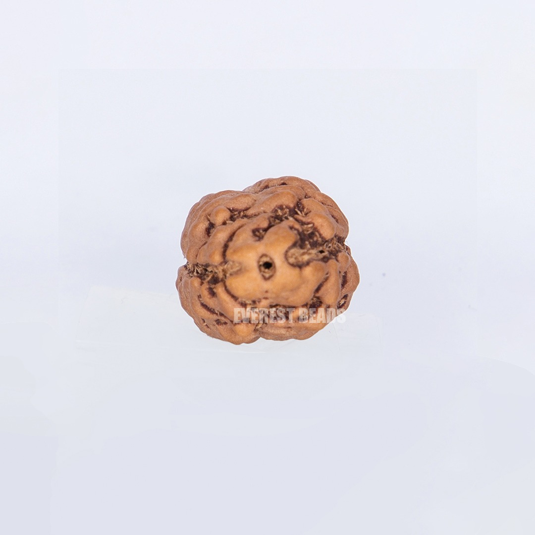 Two Mukhi Rudraksha